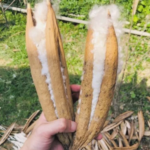 Vaina de Kapok natural Premium para pájaros, hámsteres y mascotas pequeñas-Material de nido de algodón de seda de fibra suave, la mejor opción para usted - Product Image 1