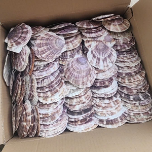 PRODUCTO POPULAR CONCHAS MARINAS CONCHAS DE CARACOL CON PRECIO COMPETITIVO DE VIETNAM - Product Image 1