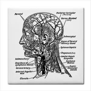 Azulejo de cerámica con borde de arte Vintage, modelo de anatomía y esqueleto de cabeza humana de 4,25 pulgadas con columna vertebral para artesanía contra salpicaduras - Product Image 1