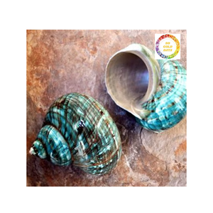 Coquille décorative verte turbo du Vietnam Coquille océanique authentique pour la fabrication de bijoux ou le style de maison tropicale - Product Image 3