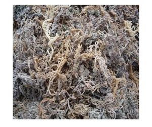 Musgo de mar seco de primera calidad a granel de Vietnam Eucheuma Cottonii algas marinas irlandesas soporte de digestión de bienestar oferta de exportación de musgo marino caliente - Product Image 1