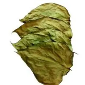 [Offre spéciale 2023] feuilles de Betel séchées du Vietnam 10% humidité maximale 100% biologique prix de gros compétitif