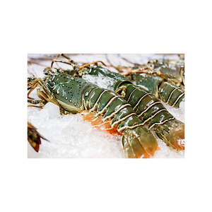 Homard en bambou de qualité supérieure emballé pour la fraîcheur et la livraison mondiale - Product Image 1