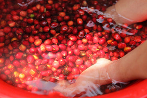 เมล็ดกาแฟอาราบิก้าสีเขียวปานกลางบดสดใหม่เลือกได้ตามต้องการสำหรับผู้ที่ชื่นชอบกาแฟเวียดนาม - Product Image 5