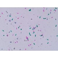 Prepared Microscope Slides Euglena Whole Mount