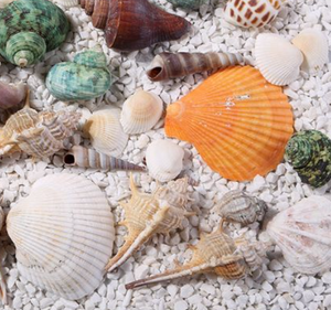 Sacs de coquillages mélangés en gros | Coquillages marins naturels, haute qualité, service de livraison rapide - Product Image 6