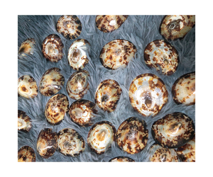 Lapa enorme lote de hermosas conchas marinas Lapa Euprotomus halcón Concha concha - Product Image 1