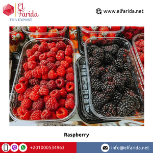 Số lượng lớn Số lượng Nhà cung cấp từ Ai Cập 100% tinh khiết và tự nhiên ngọt ngào và ngon quả mọng tươi Quả mâm xôi ở mức giá tốt - Product Image 3