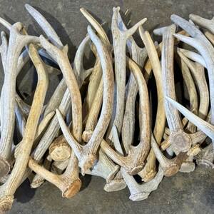 Todos los masticables naturales de cuernos de ciervo rojo para perros de larga duración y ricos en nutrientes - Product Image 5