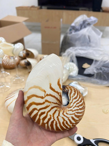 เปลือกหอยหอยโข่งขัดและหอยเป๋าฮื้อธรรมชาติสำหรับตกแต่งบ้านงานฝีมือชั้นนำ Nautilus ขนาดใหญ่ - Product Image 5