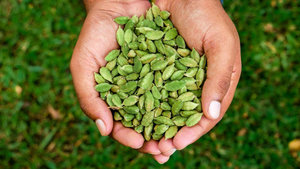 100% Cardamome naturelle importée séchée et cuite au four Traitement publicitaire élégant - Product Image 4