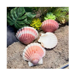 Auténtica Concha de Vieira Blanca, Concha Marina Natural de Gran Tamaño, Espécimen de Tesoro Oceánico para Decoración de Interiores Costeros - Product Image 1