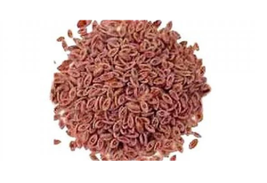 Planta Ovata Psyllium Semillas Isabgol Semilla comestible Isab Gol Beej Isabgol Beej Cultivado salvaje Isapghol Semilla Hierbas crudas Extracto de plantas - Product Image 3