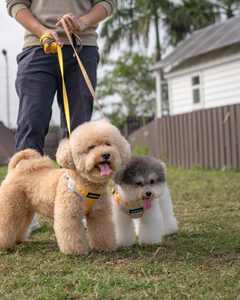 Leasholic Simple Mode Classique Confort Chien Laisse Élégant Sport Design Durable Rembourré Poignée Polyester Coloré Métal En Stock - Product Image 3