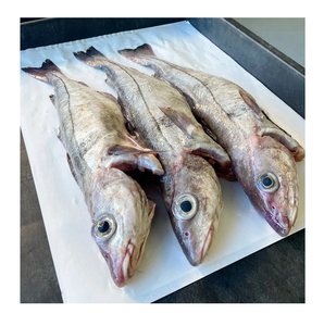 Filetes de Bacalao Congelados – Mariscos Congelados para Venta al por Menor y Distribución - Product Image 1