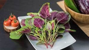 ETIQUETA LIMPIA A BASE DE PLANTAS HOJAS VERDE AMARANTE CONGELADO APOYO INMUNE SALUDABLE NATURAL OPCIÓN SUPERALIMENTACIÓN - Product Image 5