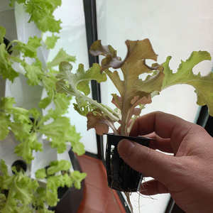 Sistemas Hidropónicos de Alta Capacidad y Torre Aeropónica para Instalaciones de Agricultura Vertical Comercial - Product Image 4