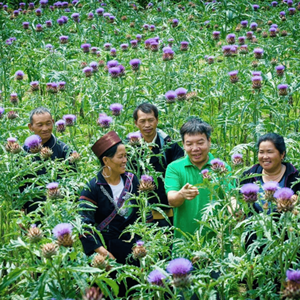 ผงสกัดใบอาติโช๊คแห้งกรด0,6% chlorogenic 2,5% cynarin - Product Image 6