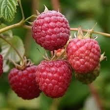 100 pezzi semi rari semi di mora rossa seme di nuovo raccolto biologico terreno in vaso