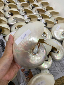 Coquilles Nautilus polies abordables et élégantes en gros en grandes quantités et diverses options de taille - Product Image 2