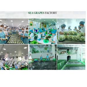 Merienda de uvas marinas nutritivas orgánicas naturales 100% 30g Algas marinas con sabor a salmón nutritivas de Okinawa con precio razonable - Product Image 6