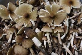 ETIQUETA LIMPIA TERMITA SETA ALIMENTO ENTERO - Product Image 3