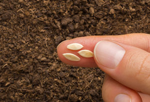 Ban đầu flavour hạt giống Dưa chuột làm cho bán buôn - Product Image 6