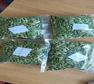 กระวานเขียวแห้งธรรมชาติใบ100% กระวานสีเขียว - Product Image 5