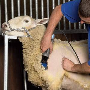 Paquete de Tijeras Eléctricas 4000s con Peine de 20 Dientes - Product Image 3