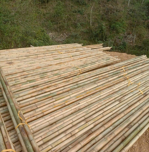 Tubos de bambú de alta demanda, fabricados en Vietnam, oferta directa de fábrica, estructura estable, superficie lisa y capacidad de exportación a granel. - Product Image 2