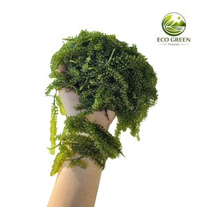 Uvas de Mar Orgánicas Naturales, Caviar Verde, Mariscos Frescos, Exportador Mayorista de Vietnam - Product Image 5