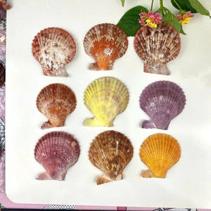 Grande coquille de coquillage blanc naturelle, véritable trésor marin pour la décoration de style côtier et les accents d'intérieur. - Product Image 5