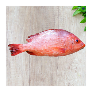 Poisson snapper blanc congelé à prix réduit, disponible pour les acheteurs en gros avec une qualité constante - Product Image 6