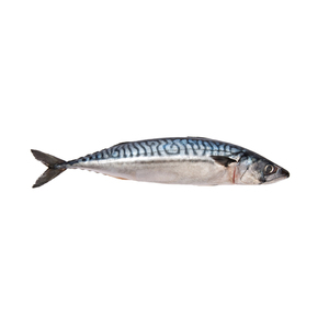 Frozen <b>Fish</b> Mackerel Original Bulk Style Packing Piece Packaging Weight Shelf Origin - Product Image 6