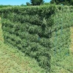 Premium alfalfa hay supplied in large bales for wholesale buyers at factory price for Sale - Product Image 6