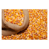 Maïs jaune glutineux séché non-OGM de qualité supérieure pour l'alimentation du bétail et la consommation humaine, provenant du Brésil