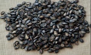 Hot Sale Black Watermelon <b>Seeds</b>/ Brown <b>Melon</b> <b>Seeds</b> for SALE - Product Image 2