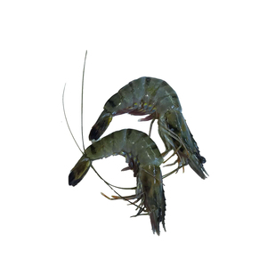 Crevettes tigrées entières surgelées à prix abordable, prêtes pour le commerce en gros avec une qualité constante - Product Image 1