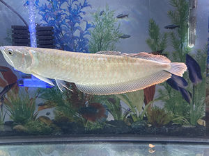 Pescado Volador Congelado Premium Entero con Fuerte Control de Calidad y Larga Vida Útil para Empresas y Cadenas de Mercados de Mariscos - Product Image 5