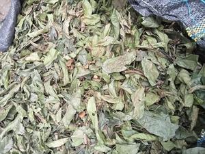 Natural Celastrus Hindsii <b>Tea</b> 4.59 oz Dried Celastrus Hindsii <b>Tea</b> Bags Dried Yellow Celastrus hindsii Leaf Vietnam - Product Image 2