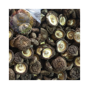 Champignons séchés en vrac à des prix concurrentiels-Produit naturel de haute qualité du Vietnam - Product Image 5