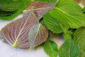 ใบงาสดธรรมชาติแบบ100% ส่งออกจำนวนมาก - Product Image 3