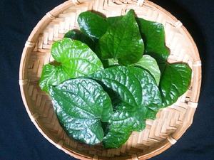 Lolot Piper Leaf dal Vietnam per tisana/loot Piper L essiccato per spezie e condimenti - Product Image 4