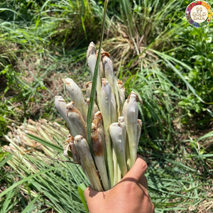 High-Quality Herb Material Fresh Lemongrass Vietnam Ideal <b>For</b> Restaurant Cooking Tasks And Daily Ingredient Preparation - Product Image 6