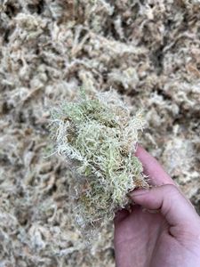 Saison de mousse en montagne Vietnam prix bon marché quantité écologique séché blanc mousse forêt - Product Image 5