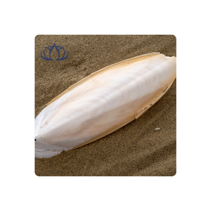 Vietnam 2025 Os de seiche à mâcher 100% Friandise naturelle pour oiseaux perroquets tortues - Product Image 1