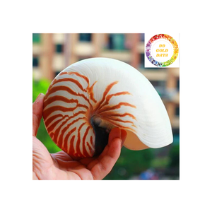 Venta al por mayor de conchas decorativas Nautilus de Vietnam con acabado brillante para acuarios artesanales y decoración temática marina - Product Image 5