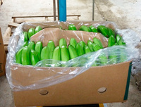 Plátanos Verdes Orgánicos Cavendish/Plátanos Verdes Frescos, Fruta Tropical Subtropical, Grado 100, 10 kg, Austria, 12 Meses de Caducidad