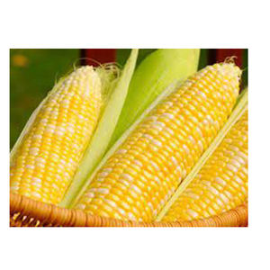 Maïs jaune sans OGM de haute qualité en gros Nouvelle offre du fabricant de meilleurs matériaux à un tarif économique - Product Image 6