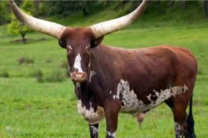 Cuerno para beber con acabado en bruto con soporte y estuche de cuero Cuerno para beber de alta demanda Cuerno para beber auténtico para cerveza Mead Viking - Product Image 6